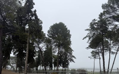 INFORME MERCADO 01 | 09 ENERO 2026