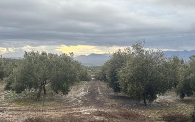 INFORME MERCADO 04 | 6 FEBRERO 2026