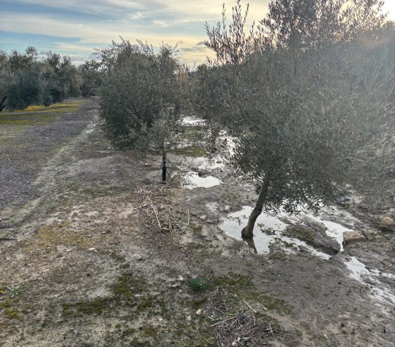 INFORME MERCADO 05 | 16 FEBRERO 2026