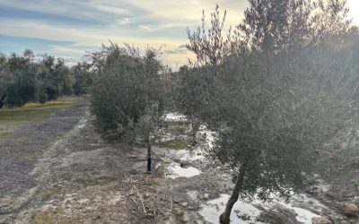 INFORME MERCADO 05 | 16 FEBRERO 2026